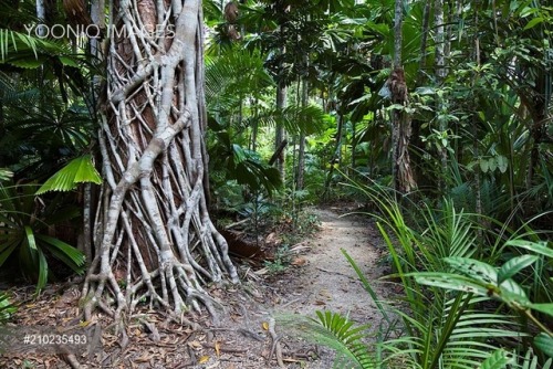 oceaniatropics: rainforest walk mission beach, queensland, australia