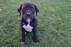 Dogsandpupsdaily:  - Great Dane/Bull Arab/Mastiff/Rhodesian Ridgeback Mix. Want