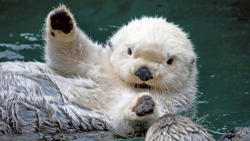 afunnypicture:  &ldquo;Otters have a skin flap that forms a pocket so they can keep…http://goo.gl/l96mC7