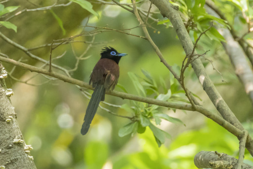 サンコウチョウ（Japanese Paradise Flycatcher）