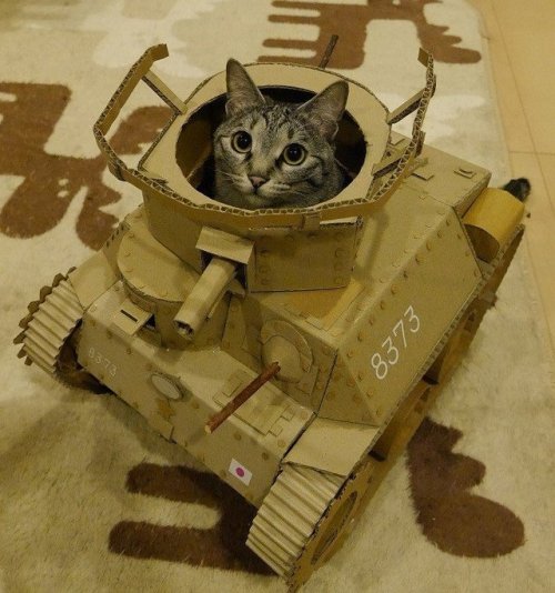 oooooooo:うすぐもりさんのツイート: “箱を開けると5秒でインする。本当に。 #ニンテンドーラボ #猫… ”