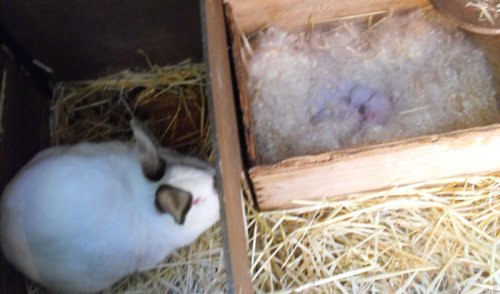 May 10th, 2012This is either the day, or a couple days after, I brought home my first meat rabbits. 