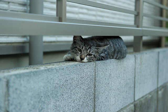 Ennui by H2@Japan on Flickr.