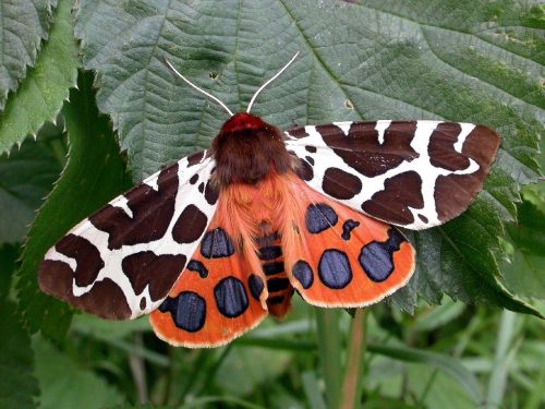 end0skeletal: Garden tiger moth (top three photos), Arctia caja Virgin tiger moth (bottom three phot