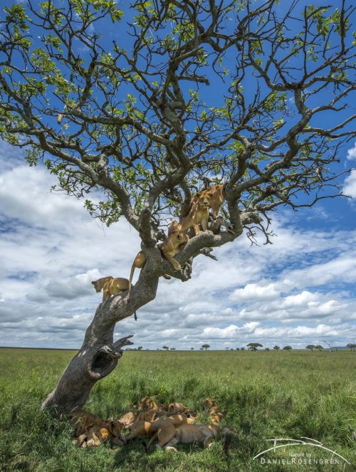 somecutething:11 Lions in a Tree!! (via Daniel Rosengren)