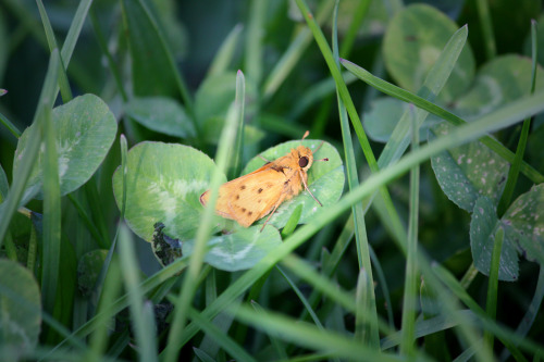What a nice little moth hiding out in the clover patch.