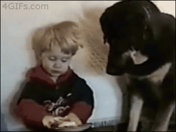 tastefullyoffensive:Animals Stealing Food [x]Previously: Animals vs. Kids, Cats Giving High Fives