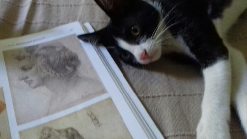 alessiamorgenstern:My tumblr cat, Alec.