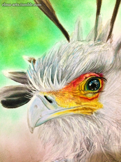 Secretary Bird (Basado en una fotografía)