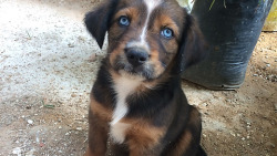 awwww-cute:  So this little guy just walked in into my friend’s life today 