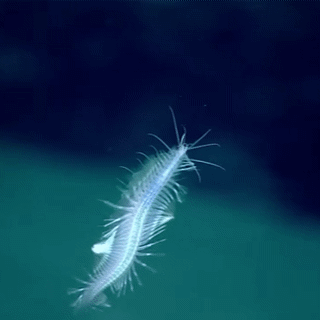 A scale worm, a small sea worm with many thin hair-like legs, swimming upwards