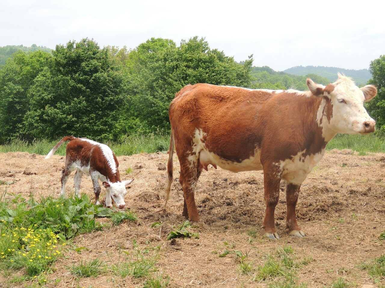 salem-bambi:  obsessed with  cows 