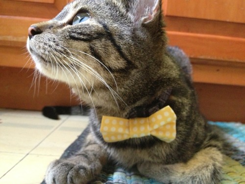 Please enjoy my kitties while they wear little dapper bow ties