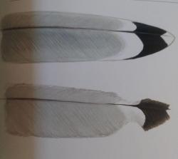 gryffon:I recently learned that the reason its common across all families of birds to have black or dark wingtips is due to the fact melanic keratin is stronger and more resistant to wear than light-colored keratin. The tip of the wing is crucial for