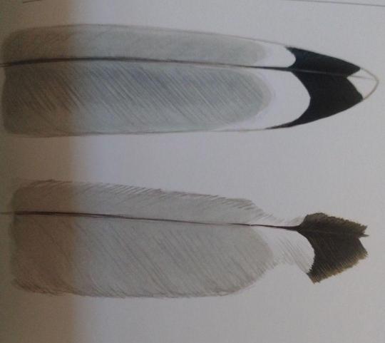 gryffon:I recently learned that the reason its common across all families of birds to have black or dark wingtips is due to the fact melanic keratin is stronger and more resistant to wear than light-colored keratin. The tip of the wing is crucial for