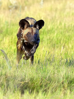 Llbwwb:  Openly Stealthy (By John Kok)