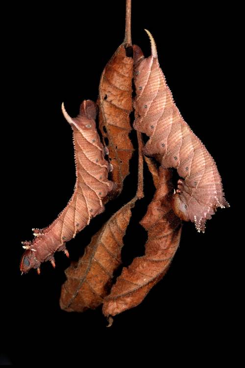 Caterpillars on dead elm leaves. Photo by Samuel Jaffe.