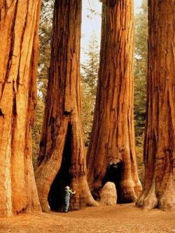 our-amazing-world:  Giants, Sequoia Nati