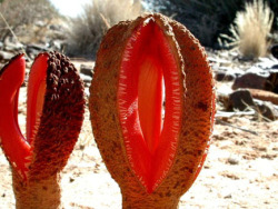 thomasbonar: Hydnora africana Southern African parasitic plant. It grows underground, except for a fleshy flower that emerges above ground and emits an odor of feces to attract its natural pollinators, dung beetles, and carrion beetles. 