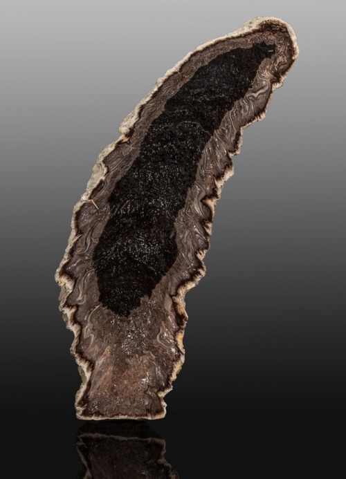 Petrified Fern (Cyathodendron texanum, Eocene) - Texas