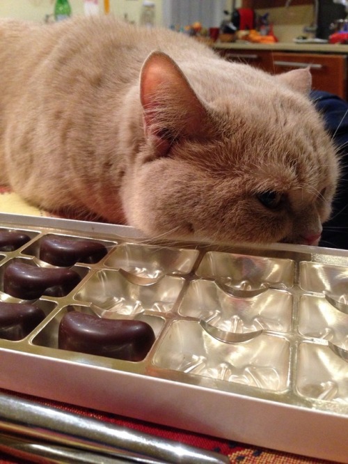 existential doubts over brandy-filled chocolates