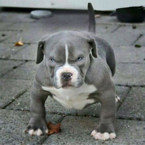 Game face activate!