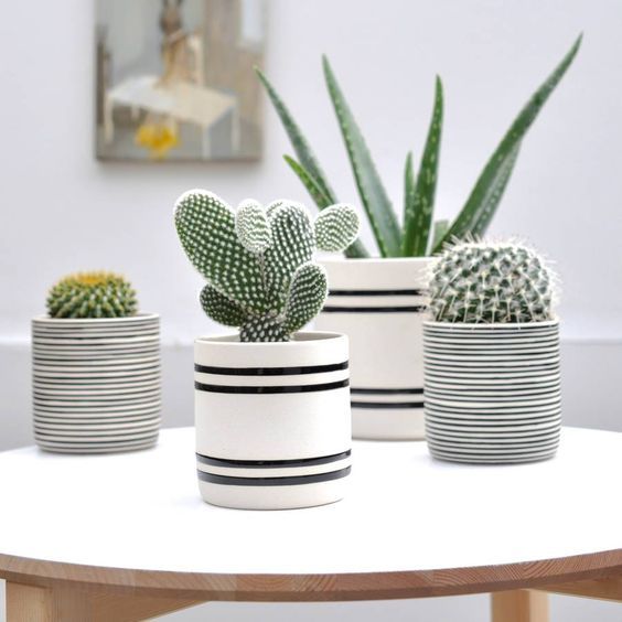 cactus-and-succulents: found on pinterest follow me on here https://es.pinterest.com/superextrahot/cactus-and-succulents/