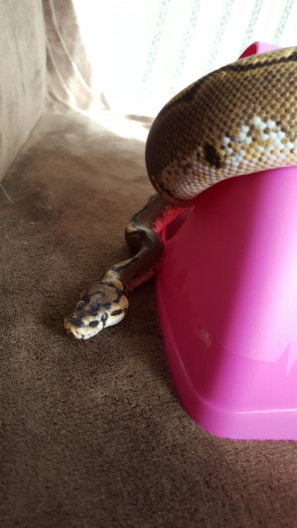 literallyaliens:A+ use of new hide.