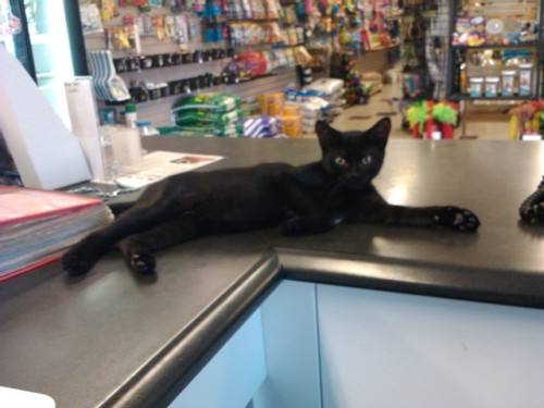 Pet Store Adventures!
