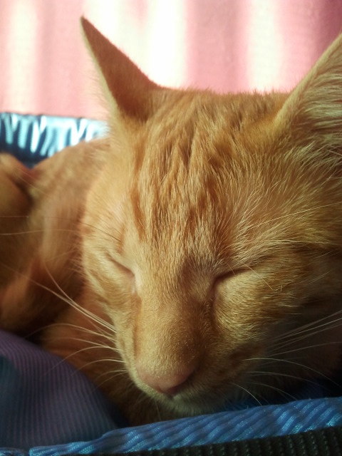 her-ghost-story:  Look at my beautiful cat :3