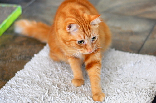 pabuthefirecat: Pabu the Goalie  Pabu’s goal is to catch all the treats!  
