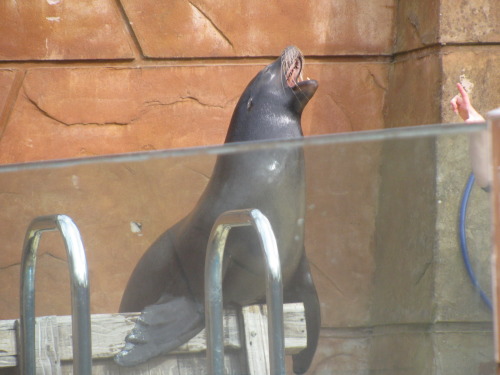 we went to a safari park. probably the best photos i got out of all of them