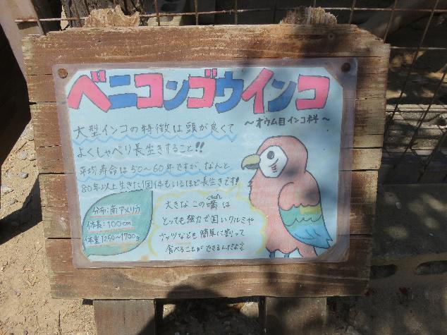 ニュース 総合 インコ 可愛がり