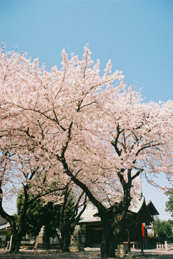 billionaired:  Cherry blossoms at the Neighborhood Temple [Photographer: Jeeheon]
