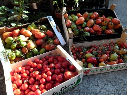 I think I have a few tomatoes, all sorts of varieties.