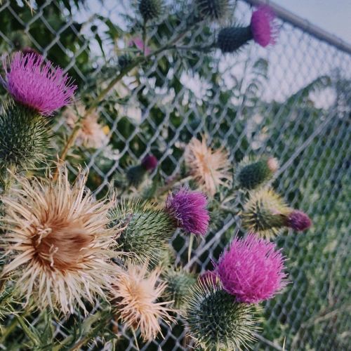 guaranteed to pierce through your skin #cirsium #wildflowers (at Rio de Los Angeles State Park) http