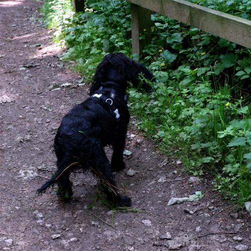 If I could turn back time.So, this dog charged out of the undergrowth right in front of me and what 