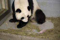 Giantpandaphotos:  Lun Lun And One Of Her Newborn Twins At Zoo Atlanta. 