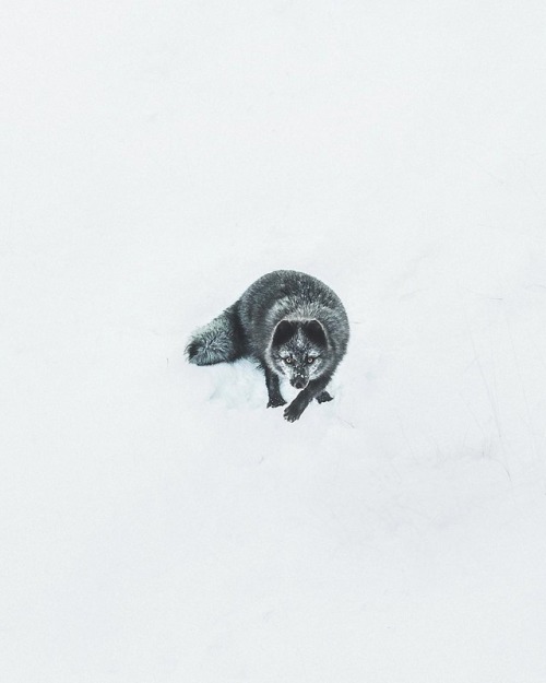 everythingfox: “A blue morph Arctic fox roaming in the winter snow.“: Benjamin Hard