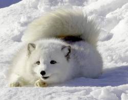 funnywildlife:  Pretty Arctic Fox