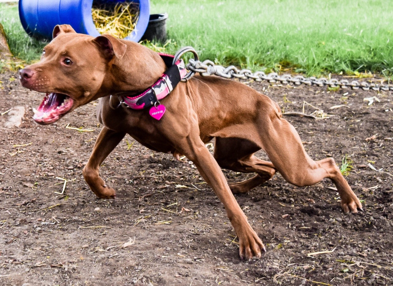 hemphill wilder pitbulls