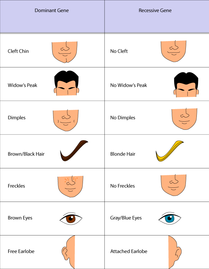 is a cleft chin dominant