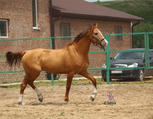 Porn russianhorses:Don Horse stallion Grebok (”A photos