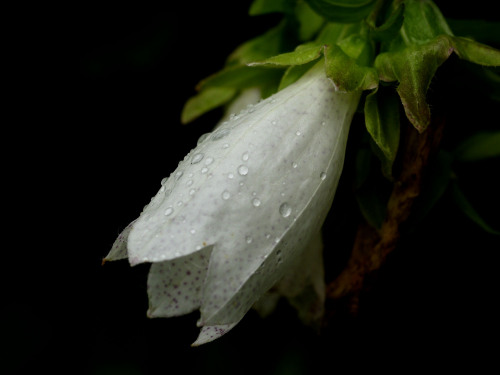 happy-geology:Another variant of “Firefly-bag flower”: Campanula punctata var. hondoensis. Daily ori