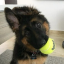 grubbyguidedog