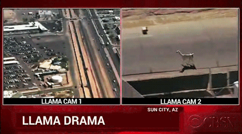 moosemarine:  waifus-of-hope:The person who writes news tickers in Sun City, AZ when llamas are let loose one day: I’ve been waiting my whole life for this…   