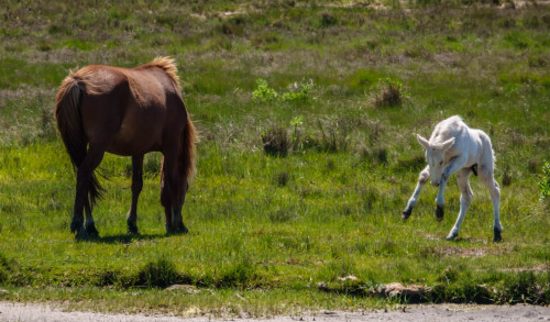 JUMPING FOR JOYA foal learning how to use it’s legs and jumping in pure joy just because it no