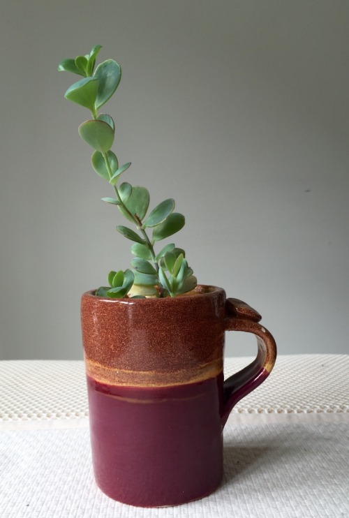 los-plantalones: a group of marnier’s kalanchoe cuttings i took at the beginning of the summer