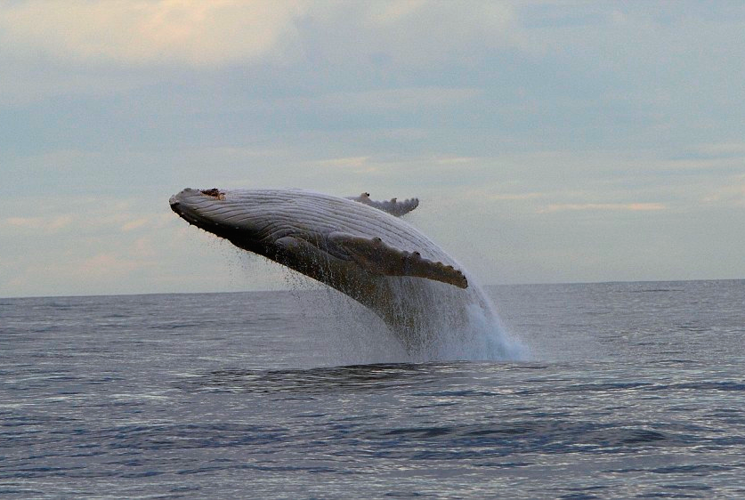 nubbsgalore:  migaloo, one of only two known all white humpback whales, was photographed