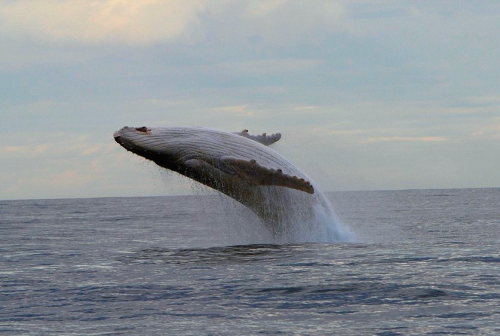 nubbsgalore: migaloo, one of only two known all white humpback whales, was photographed off the nort